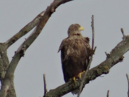 Seeadler an der Elbe hier sollte ein Seeadler an der Elbe zu sehen sein